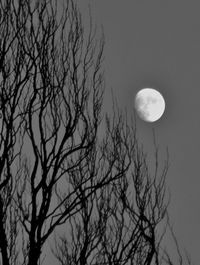 Low angle view of bare tree against sky