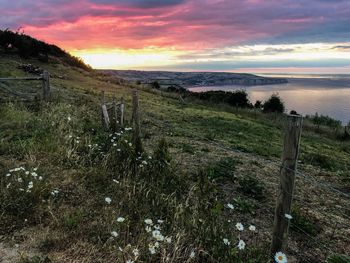 Scenic view of field against sky during sunset