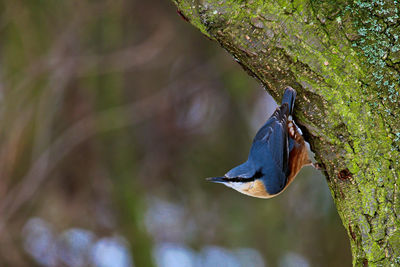 Close-up of bird perching on tree trunk