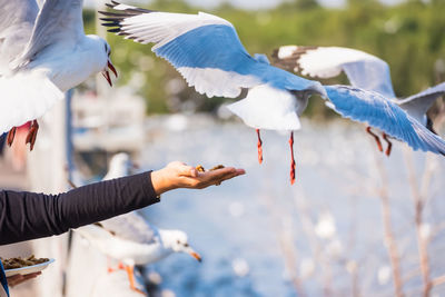 Cropped hand of woman feeding seagulls