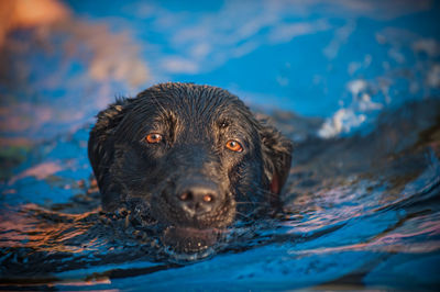 Portrait of dog in water