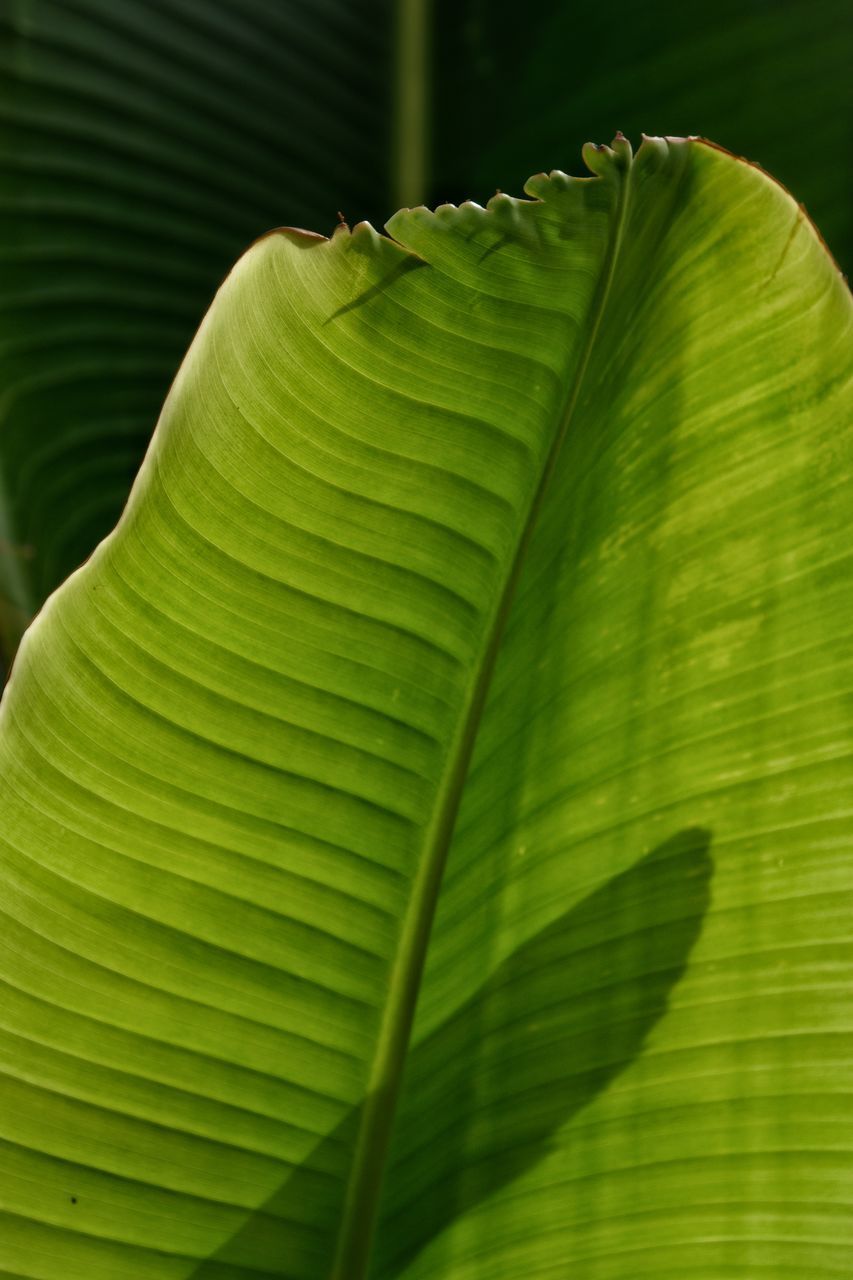 CLOSE-UP OF PALM LEAVES ON PLANT