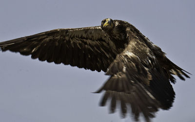 Low angle view of eagle flying against clear sky