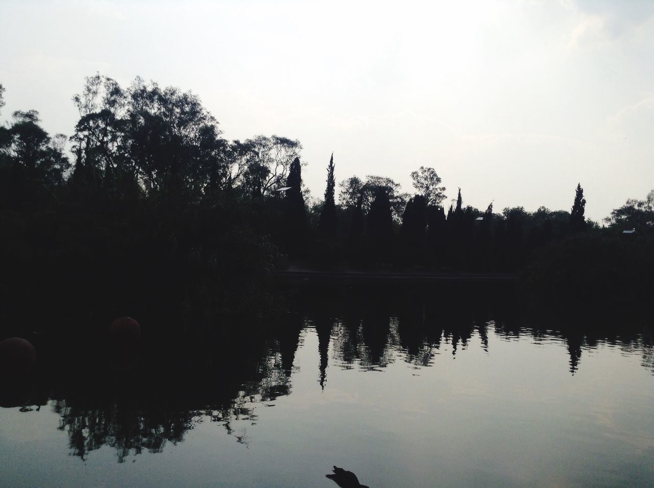 water, tree, reflection, lake, waterfront, tranquility, tranquil scene, sky, clear sky, silhouette, nature, scenics, beauty in nature, river, standing water, growth, copy space, calm, dusk, idyllic