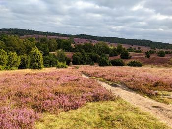 Die heide steht in voller blüte in der lüneburger heide bei wilsede