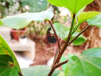 Close-up of insect on leaves