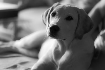 Close-up portrait of dog sitting outdoors