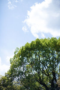Low angle view of trees against sky