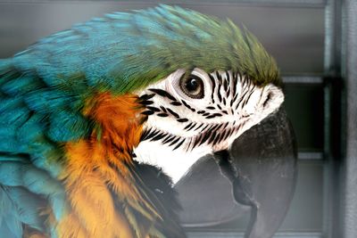 Close-up of a parrot