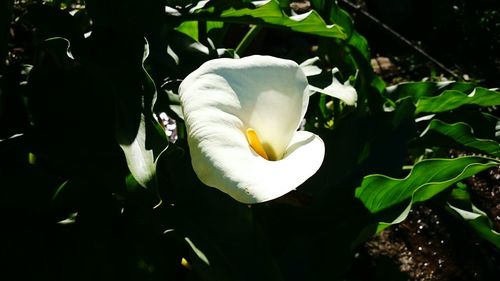 Close-up of white flower