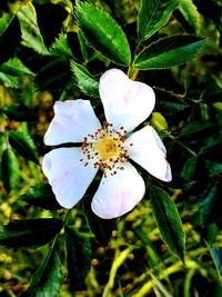 Close-up of white flowers on plant