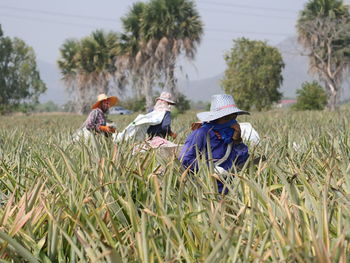 Rear view of woman standing amidst plants. farmers are harvesting pineapples from their fields.