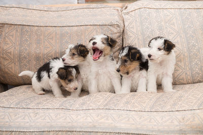 Dogs sitting on carpet