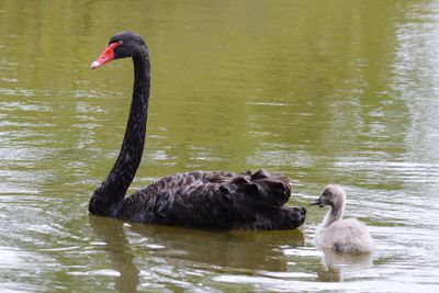 Swans swimming in lake