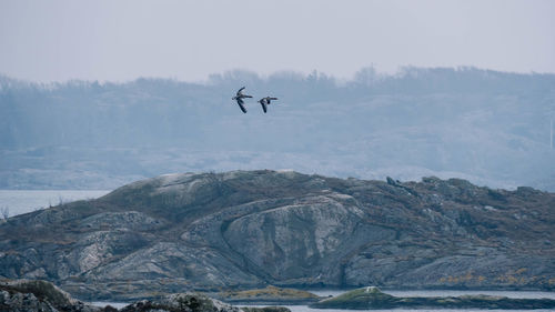 Bird flying over mountain against sky