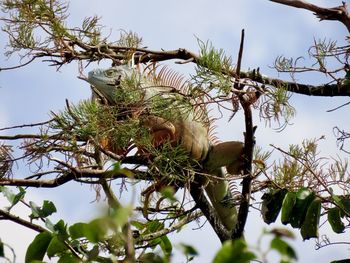 Low angle view of bird on branch against sky