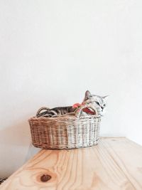 View of a horse in basket against white wall