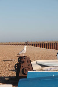 View of a bird on the ground