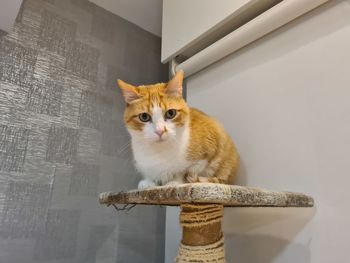 Close-up portrait of cat