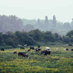 Horses in a field