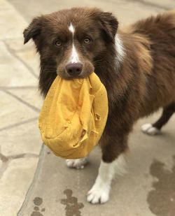 Portrait of dog with ball in mouth