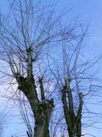 Low angle view of tree against sky