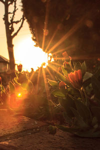 Close-up of flowers against sunset