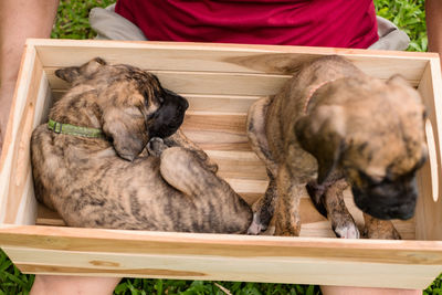 Close-up of animal sleeping on wood