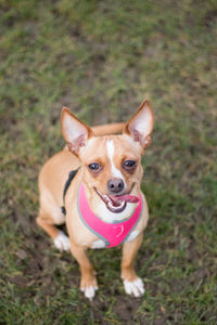 Close-up portrait of dog