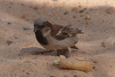 High angle view of bird perching on sand