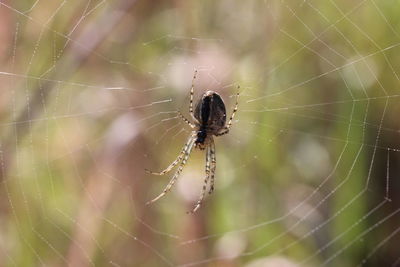 Close-up of spider on web