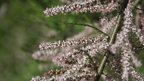 Close-up of flowering plant