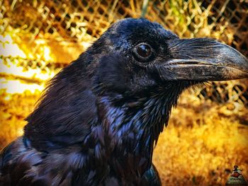 Close-up of a bird looking away