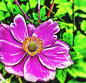 Close-up of pink flower