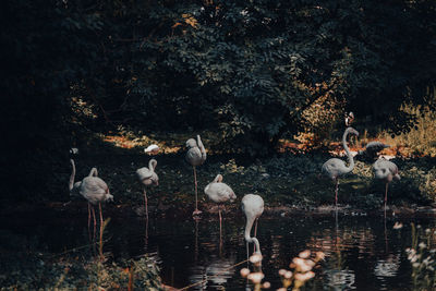 Flock of birds in lake