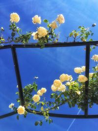 Low angle view of flowers blooming against blue sky