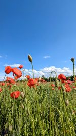 Close-up of plants on field against clear blue sky