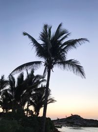 Low angle view of palm trees against clear sky