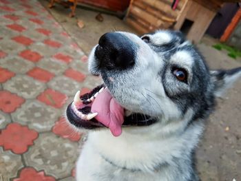 Close-up portrait of dog yawning