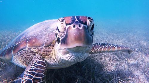Close-up portrait of jellyfish swimming in sea