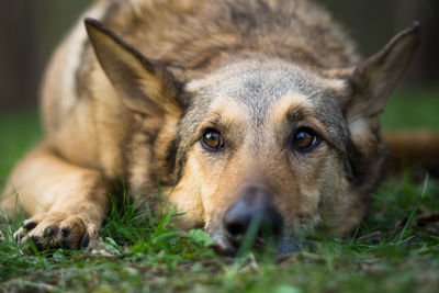 Dog lying on grass