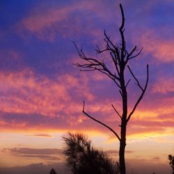 Silhouette of bare trees at sunset