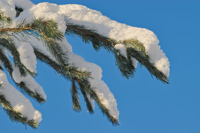 Low angle view of tree against sky