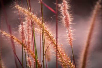 Close-up of plants against sky