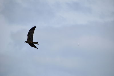 Low angle view of bird flying