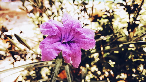 Close-up of pink flowers