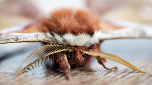 Close-up of a moth