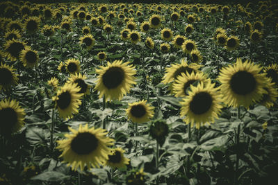 Close-up of sunflowers on field