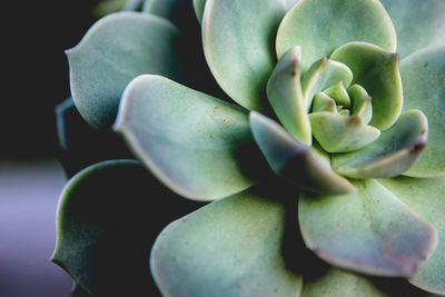 Close up of green leaves