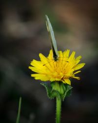 Close-up of insect on yellow flower